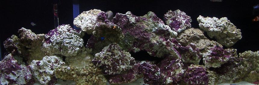 Rated #226: 55 Gallons Reef Tank - Our new tank