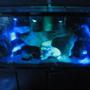 fish tank picture - tank at night