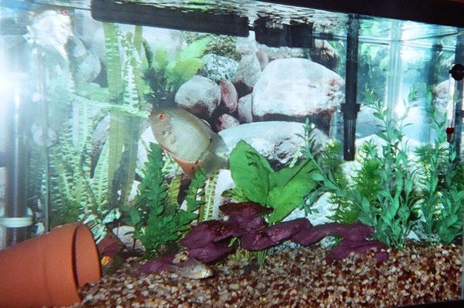 20 gallons freshwater fish tank (mostly fish and non-living decorations) - 20 Gal