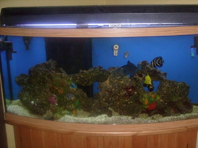 72 gallons saltwater fish tank (mostly fish, little/no live coral) - Tank 1