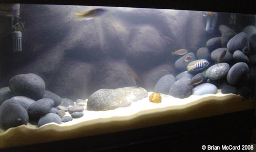 Rated #604: 26 Gallons Freshwater Fish Tank - 30 Gallon Cynotilapia afra "Jalo Reef" species tank.