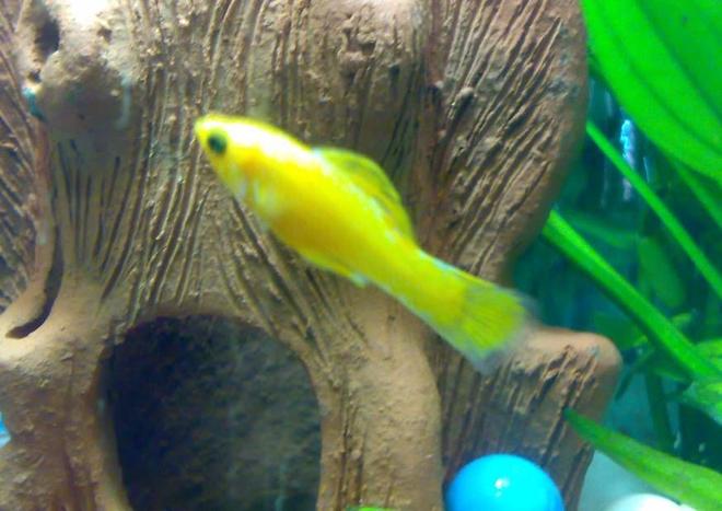 freshwater fish - poecilia latipinna - balloon molly stocking in 10 gallons tank - Yellow Molly