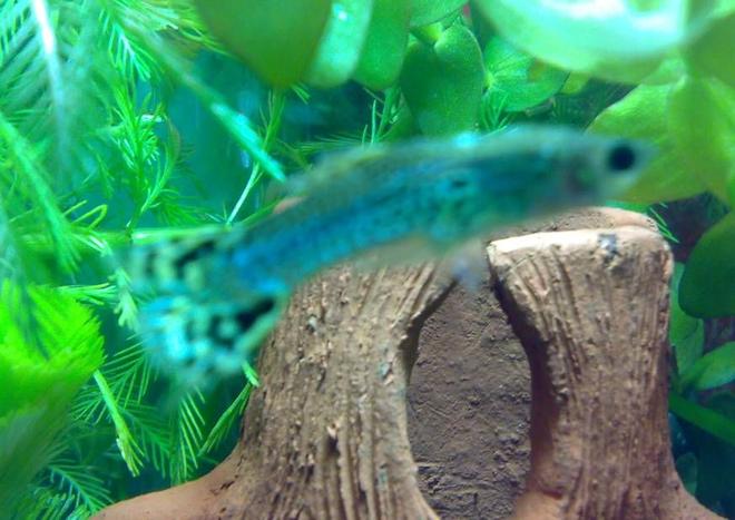 freshwater fish - poecilia reticulata - green cobra guppy stocking in 10 gallons tank - Guppy