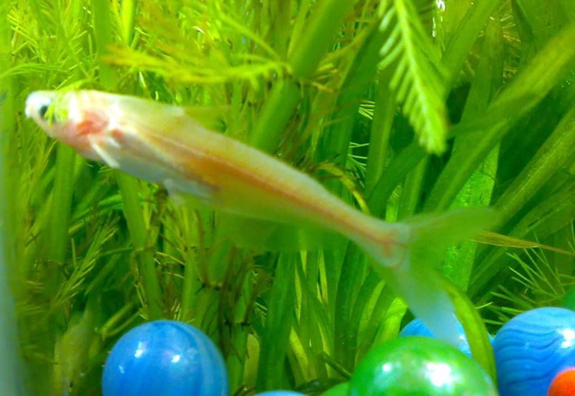 freshwater fish - epalzeorhynchos frenatus - albino rainbow shark stocking in 10 gallons tank - Albino Shark