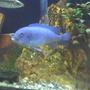 freshwater fish - cyrtocara moorii - blue dolphin cichlid stocking in 60 gallons tank - chillin