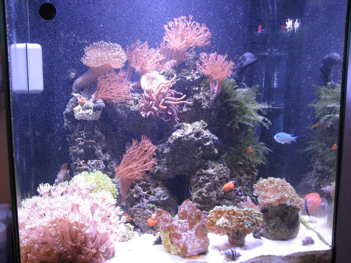 34 gallons reef tank (mostly live coral and fish) - Full aquarium view - 06/17/2008 34 gallon 20x20x20 cube - Solana, made by Current-USA, 150watt metal halide lighting.