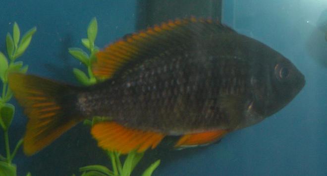 freshwater fish - copadichromis borleyi - yellowfin borleyi cichlid stocking in 75 gallons tank - Yellow Fin Borleyi - Female