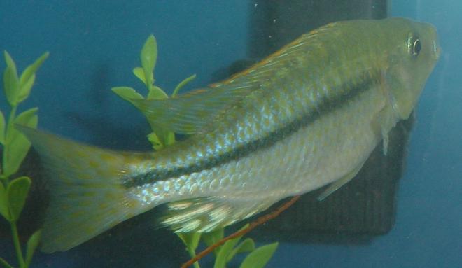 freshwater fish - dimidiochromis kiwinge stocking in 75 gallons tank - Dimidiochromis Kiwinge - Male