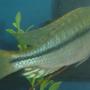 freshwater fish - dimidiochromis kiwinge stocking in 75 gallons tank - Dimidiochromis Kiwinge - Male