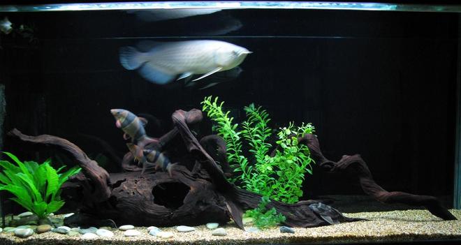 220 gallons freshwater fish tank (mostly fish and non-living decorations) - Arowana and friends