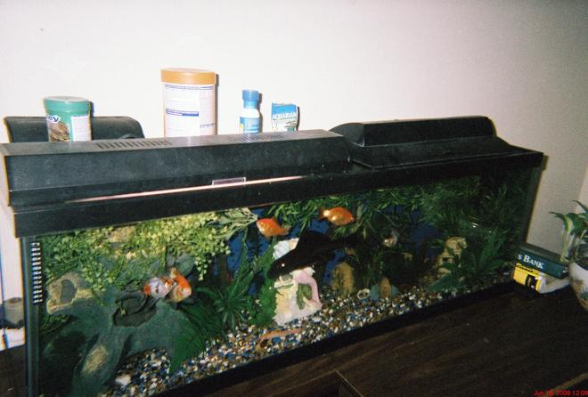 45 gallons freshwater fish tank (mostly fish and non-living decorations) - Big boi loves the cam