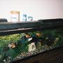 45 gallons freshwater fish tank (mostly fish and non-living decorations) - Big boi loves the cam