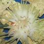 corals inverts - condylactis gigantea - condy anemone stocking in 55 gallons tank - This is a picture of my anemone. I believe it is a Haitian Reef Anemone. Enjoy!
