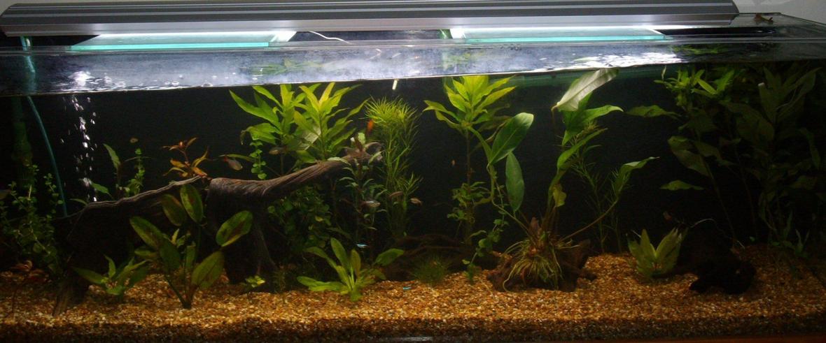 70 gallons planted tank (mostly live plants and fish) - a bit of a tilt..