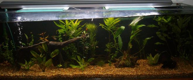 70 gallons planted tank (mostly live plants and fish) - a bit of a tilt..