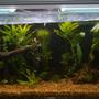 70 gallons planted tank (mostly live plants and fish) - a bit of a tilt..