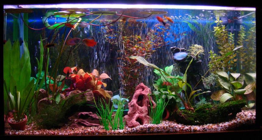 Rated #1517: 42 Gallons Freshwater Fish Tank - 42 gallon tank