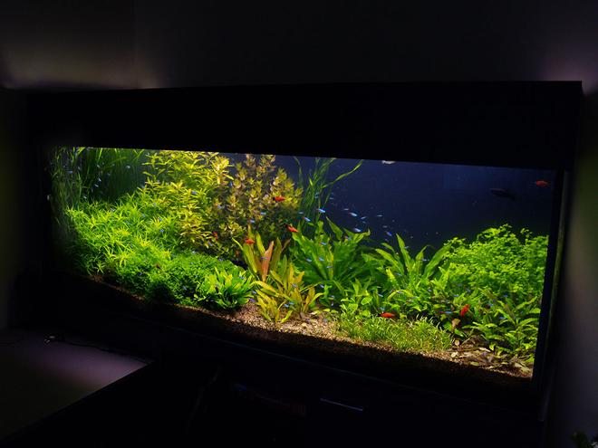 190 gallons planted tank (mostly live plants and fish) - aquarium update, it looks now. It is 4 month after set up.