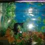 30 gallons freshwater fish tank (mostly fish and non-living decorations) - shark