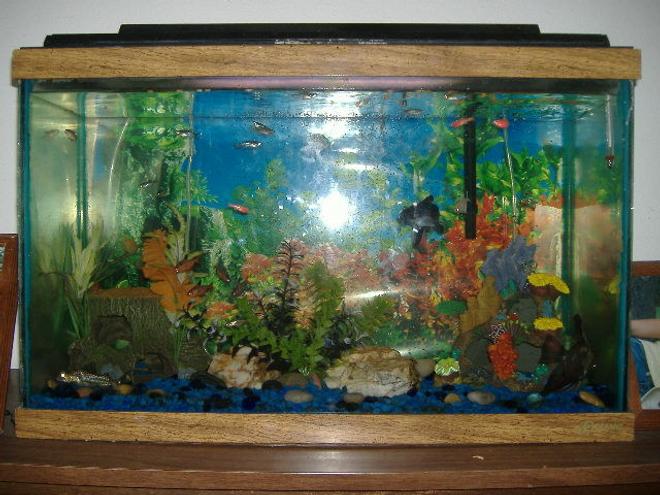 30 gallons freshwater fish tank (mostly fish and non-living decorations) - 30 gallon tank