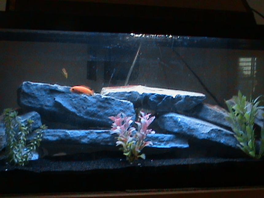 Rated #2205: 29 Gallons Freshwater Fish Tank - New Chiclid tank with a electric blue chiclid, a Venustus chiclid, a red zebra chiclid, and a yellow Chipokae Chiclid.