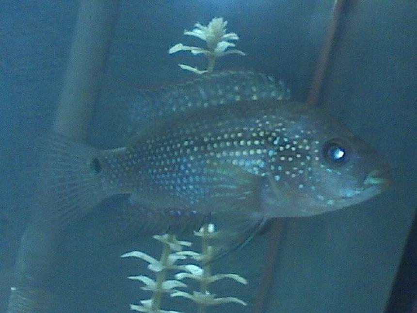 Rated #147: Freshwater Fish - Nandopsis Octofasciatum - Jack Dempsey Stocking In 75 Gallons Tank - Jack Dempsy