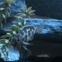 freshwater fish - nimbochromis venustus - venustus cichlid stocking in 29 gallons tank - Venustus Chiclid. in my new chiclid tank.
