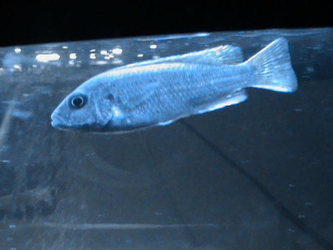 freshwater fish - sciaenochromis ahli - electric blue cichlid stocking in 29 gallons tank - Electric Blue Chiclid. in my new chiclid tank.