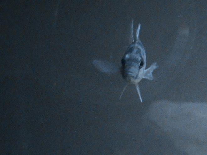 freshwater fish - nimbochromis venustus - venustus cichlid stocking in 29 gallons tank - Venustus Chiclid starring you down. in my new chiclid tank.