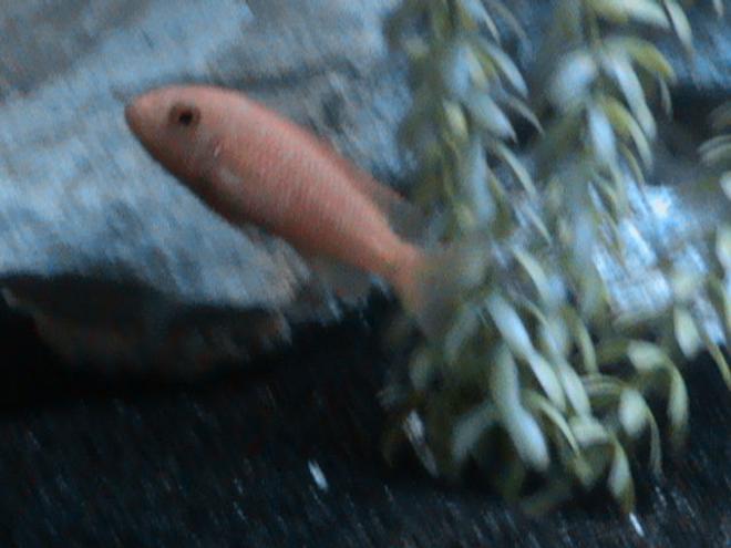 freshwater fish - pseudotropheus estherae - red zebra cichlid stocking in 29 gallons tank - Red Zebra Chiclid. in my new chiclid tank.