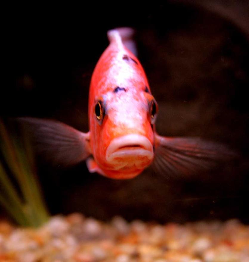 Rated #855: Freshwater Fish - Aulonocara Nyassae Var. - Peacock Cichlid, Orange Blossom Stocking In 90 Gallons Tank - OB hybrid peacock....very curious