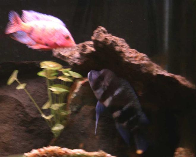 freshwater fish - cyphotilapia frontosa - frontosa cichlid stocking in 90 gallons tank - The frontosa won the cave fight.