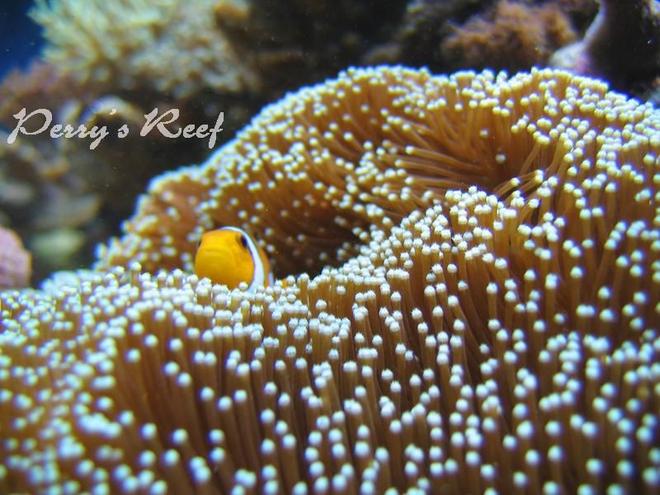 corals inverts - euphyllia glabrescens - torch coral stocking in 100 gallons tank - ocellaris
