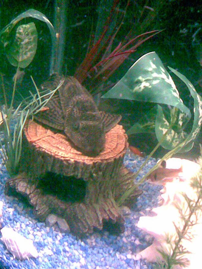 freshwater fish - glyptoperichthys gibbiceps - sailfin pleco (l-83) stocking in 125 gallons tank - A chillin plecostomus