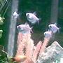 freshwater fish - hyphessobrycon erythrostigma - bleeding heart tetra stocking in 125 gallons tank - Some schoolin fruit tetras