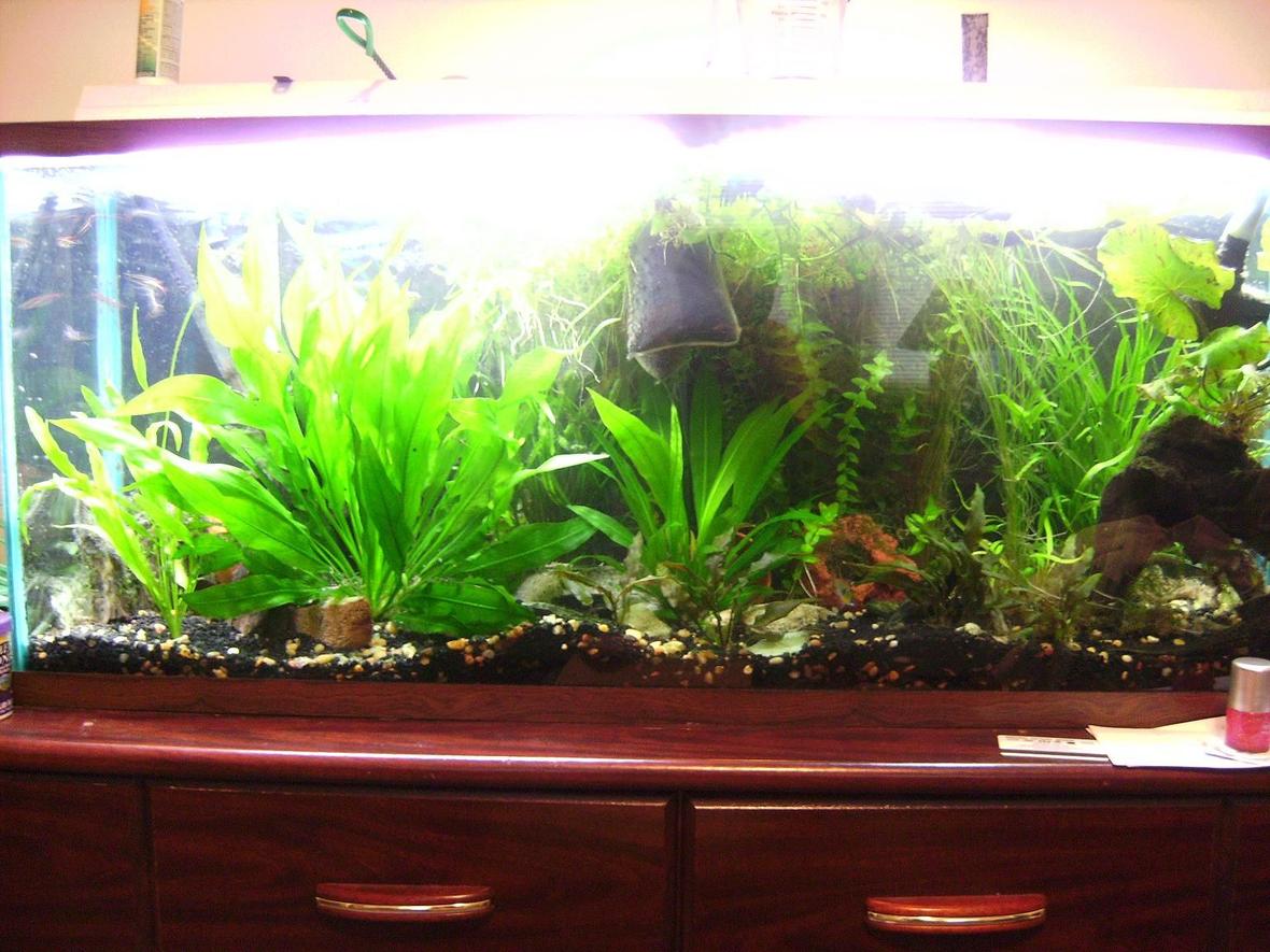 55 gallons planted tank (mostly live plants and fish) - My tank from 4 feet away. Sorry about my bad camera and photography skills :) On the left hand side of the tank is an amazon sword that has grown to be about 14" tall Comments welcome!