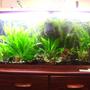 55 gallons planted tank (mostly live plants and fish) - My tank from 4 feet away. Sorry about my bad camera and photography skills :) On the left hand side of the tank is an amazon sword that has grown to be about 14" tall Comments welcome!