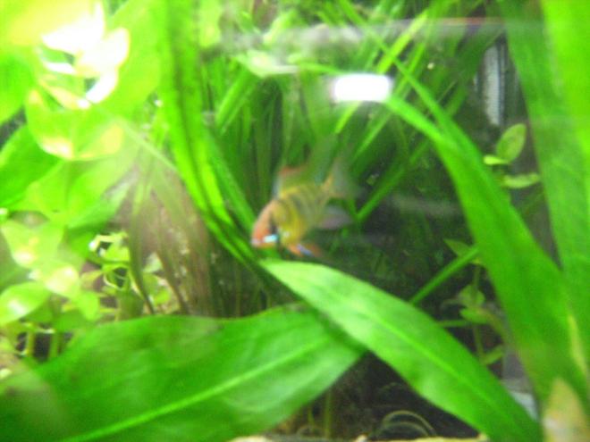 freshwater fish - papiliochromis ramirezi - german blue ram stocking in 55 gallons tank - My male German Blue, will get a better picture but he wanted to be online sooner than later