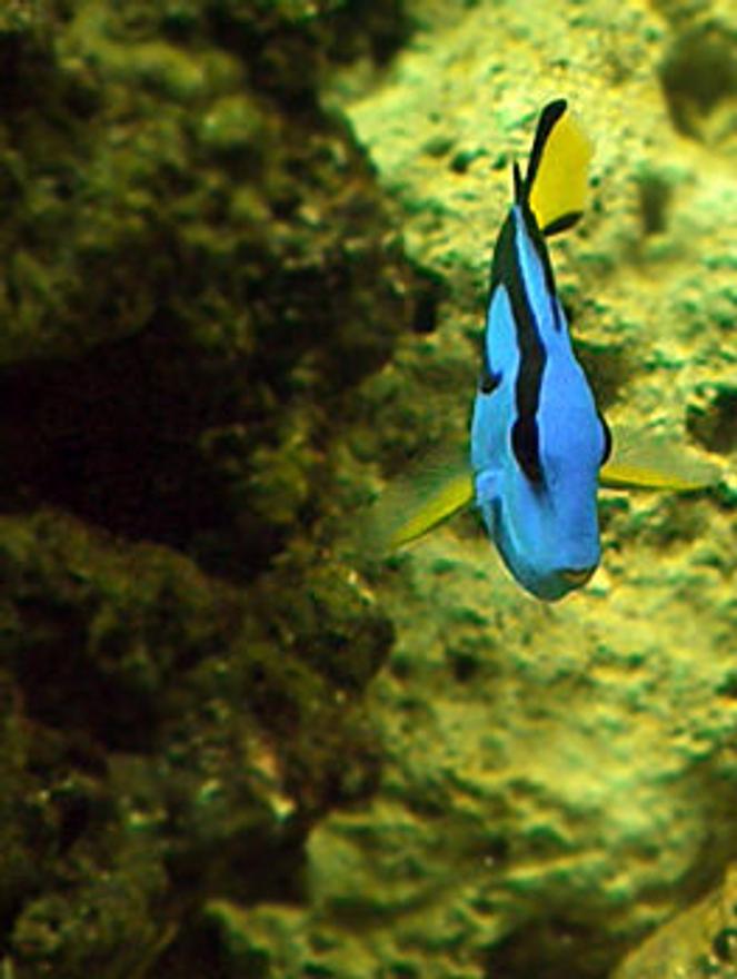 saltwater fish - paracanthurus hepatus - blue tang stocking in 55 gallons tank - My Regal Tang named Zim. My little sister named him.