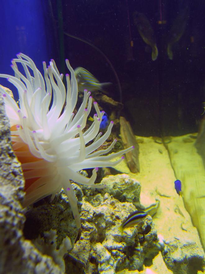 corals inverts - condylactis gigantea - condy anemone stocking in 55 gallons tank - Left side view.