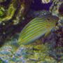 saltwater fish - acanthurus lineatus - clown tang stocking in 55 gallons tank - My little Clown Tang