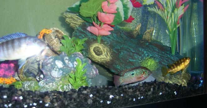 72 gallons freshwater fish tank (mostly fish and non-living decorations) - left to right
- I think zebra cichlid
- jewel cichlid
- bumblebee cichlid