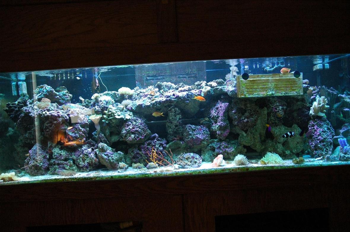 180 gallons reef tank (mostly live coral and fish) - .