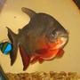 freshwater fish - piaractus brachypomum - red belly pacu stocking in 75 gallons tank - Pacu is now 7-8" long and loves to eat unsalted peanuts...