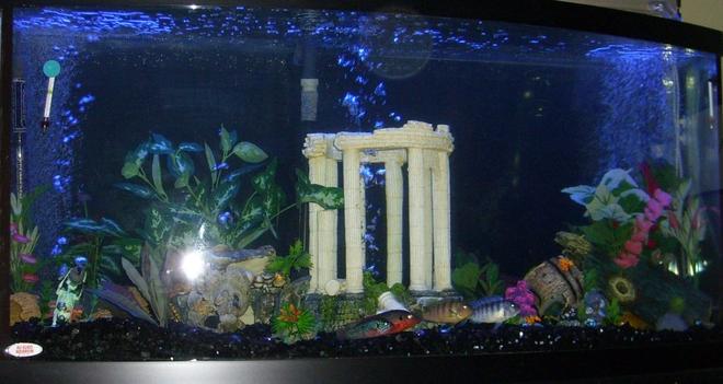 72 gallons freshwater fish tank (mostly fish and non-living decorations) - my tank