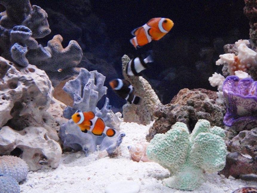 Rated #51: Saltwater Fish - Amphiprion Percula - True Percula Clownfish Stocking In 90 Gallons Tank - The Clowns...!