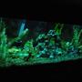 fish tank picture - cichlid tank 3