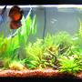 55 gallons planted tank (mostly live plants and fish) - picture taken 05.30.08