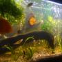 55 gallons freshwater fish tank (mostly fish and non-living decorations) - tank