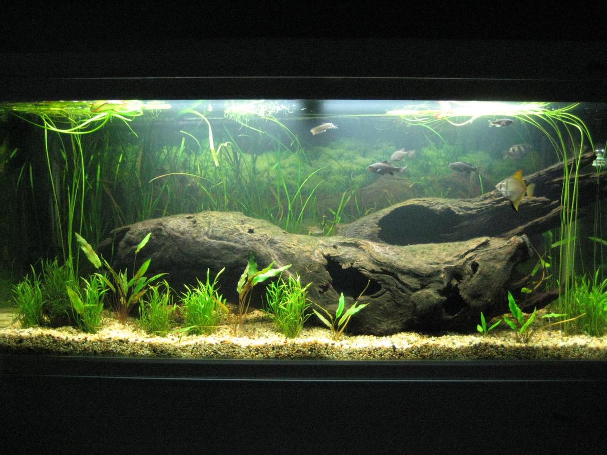 55 gallons planted tank (mostly live plants and fish) - My freshwater native tank (2 Months Old)